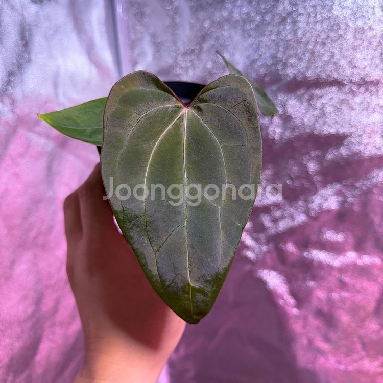 안스리움 레드스파이더 뮤테이션--0