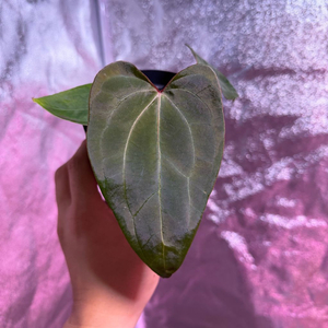 안스리움 레드스파이더 뮤테이션