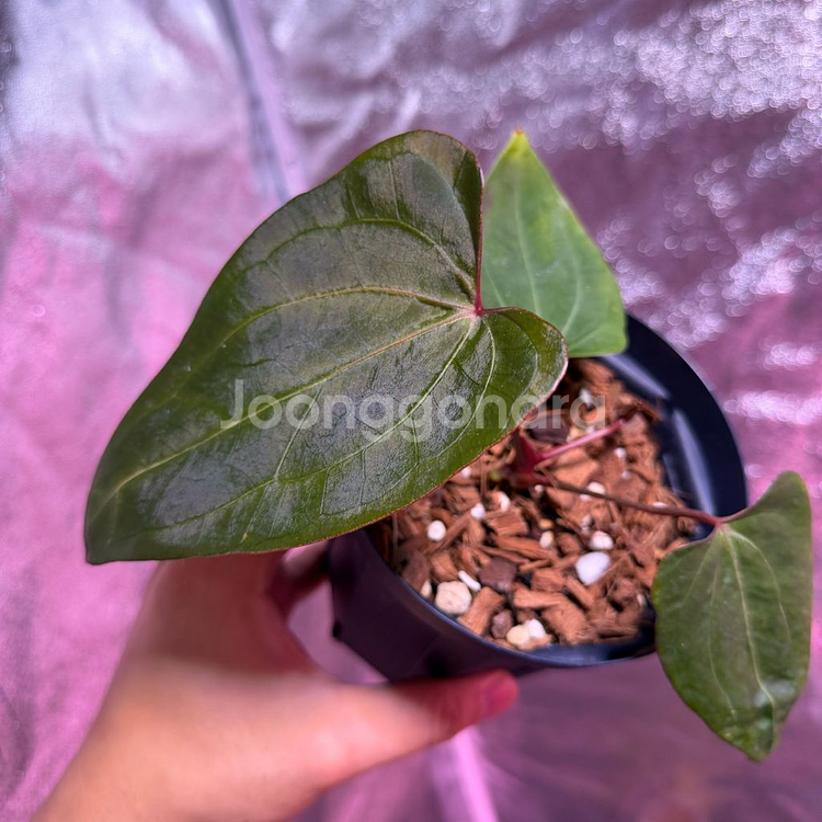 안스리움 레드스파이더 뮤테이션--1