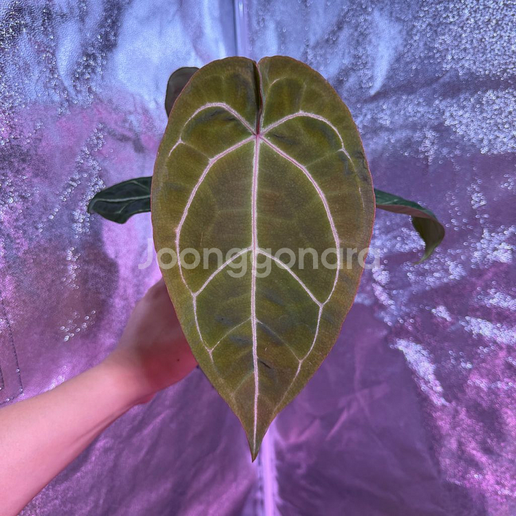 안스리움 벨벳마스크 x 레드크리스탈리넘--0