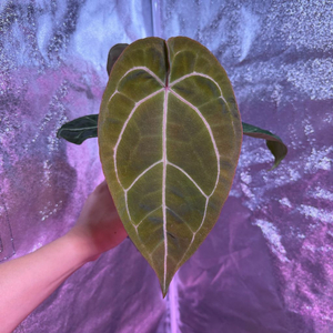 안스리움 벨벳마스크 x 레드크리스탈리넘