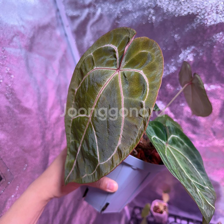 안스리움 벨벳마스크 x 레드크리스탈리넘--1