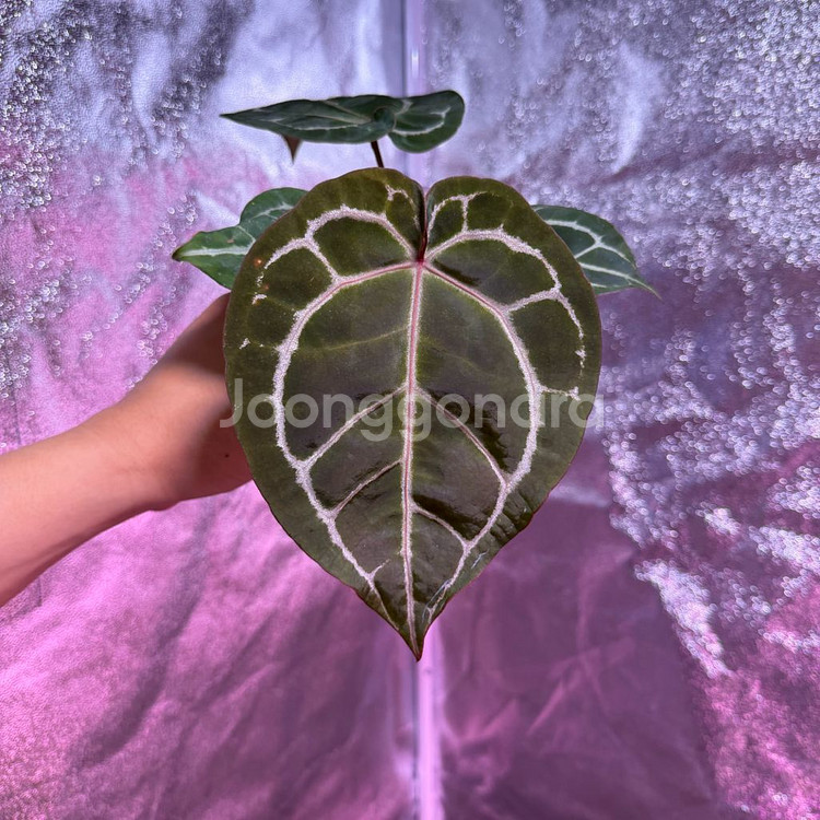 테줄라 레드크리스탈리넘--0