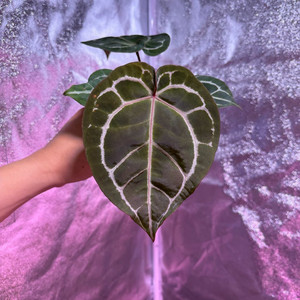 테줄라 레드크리스탈리넘