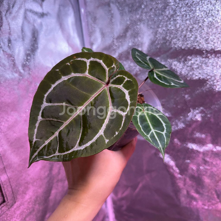 테줄라 레드크리스탈리넘--1