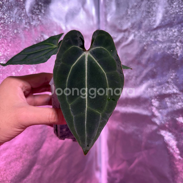 안스리움 베쎄x포게티--0