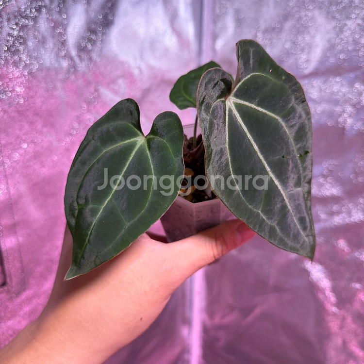 안스리움 베쎄x포게티--1