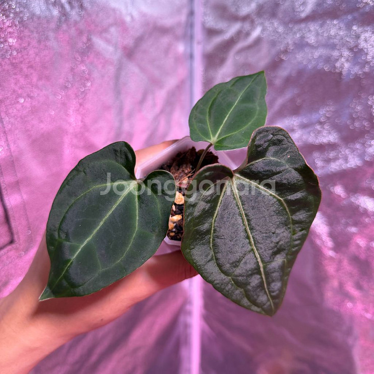 안스리움 베쎄x포게티--2