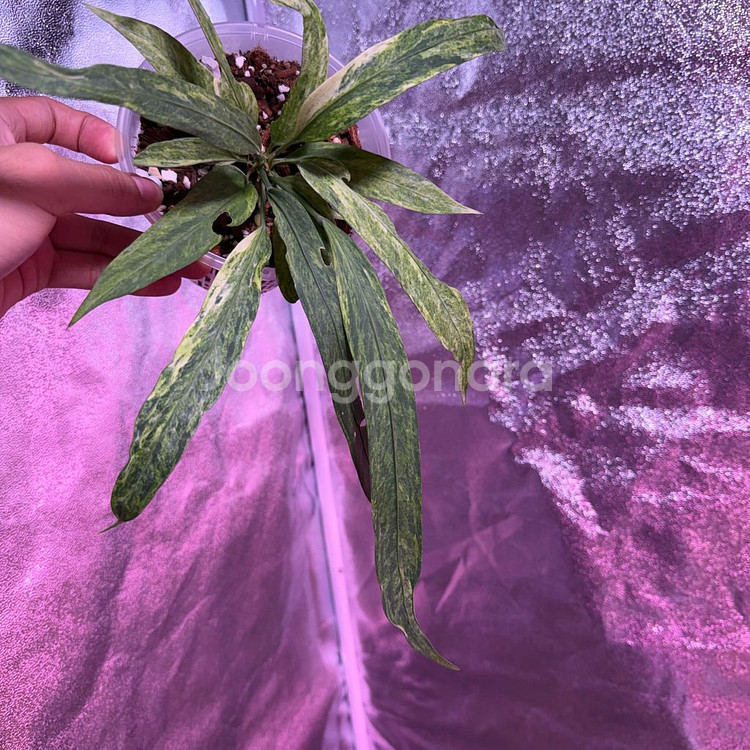 안스리움 비티리폴리움 바리에가타--1