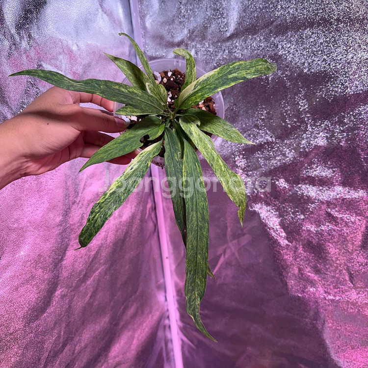 안스리움 비티리폴리움 바리에가타--0