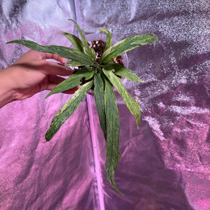 안스리움 비티리폴리움 바리에가타