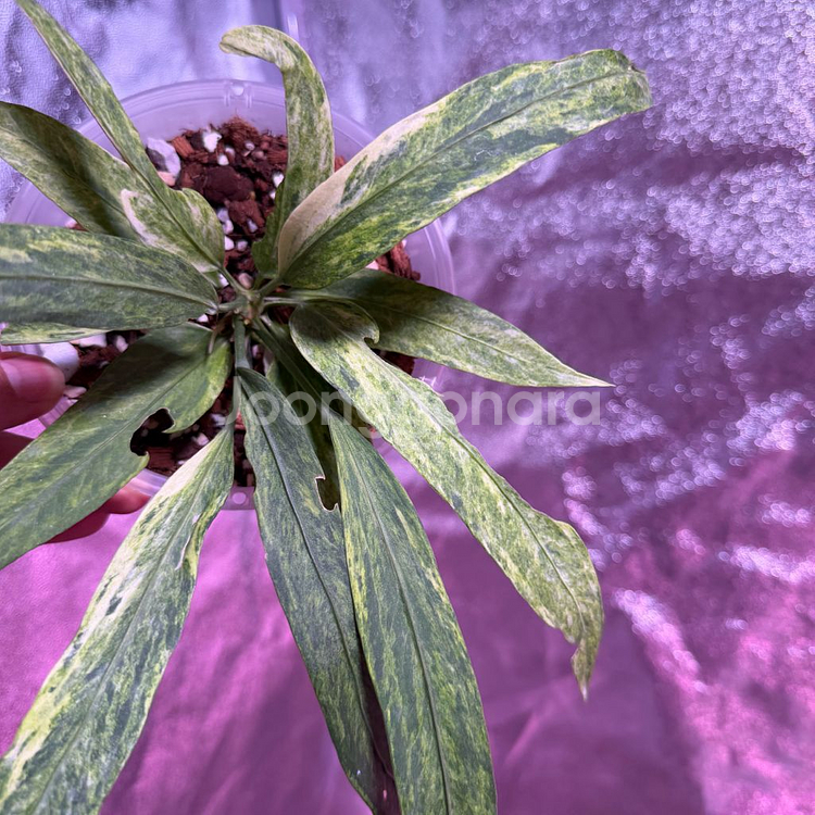 안스리움 비티리폴리움 바리에가타--2