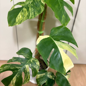 옐로우몬스테라