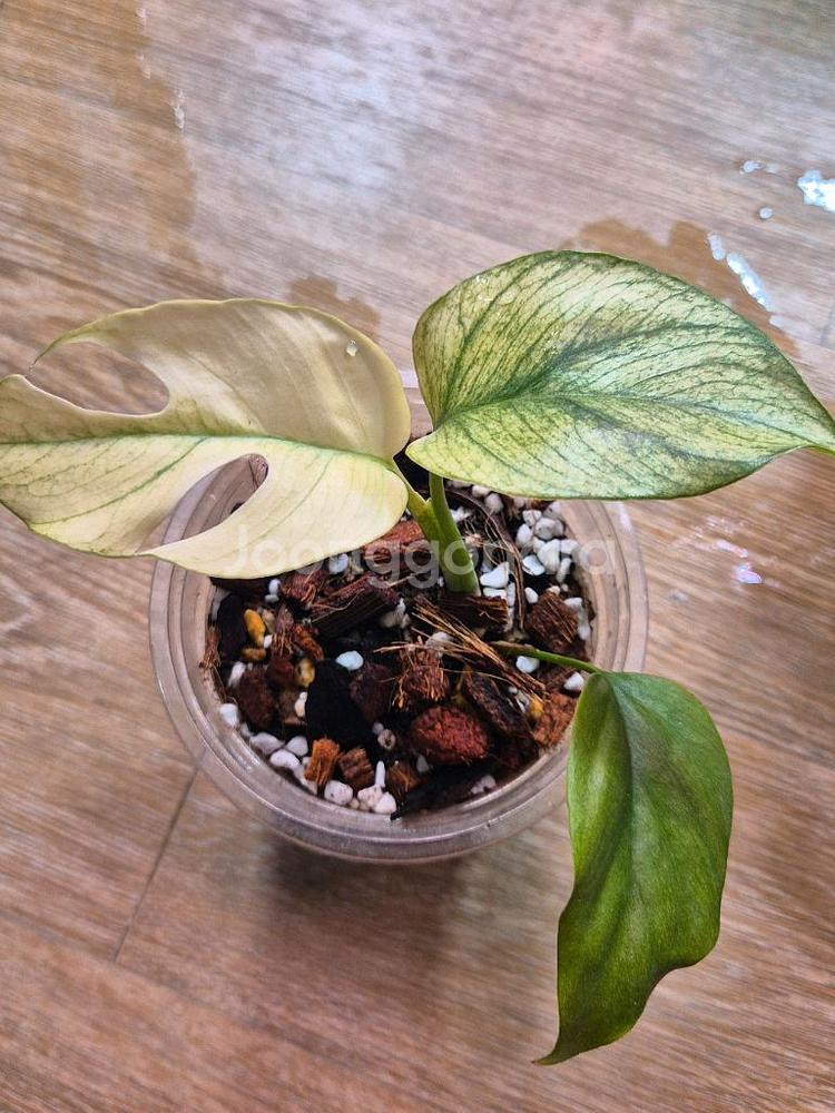 풀민트히메 몬스테라--1