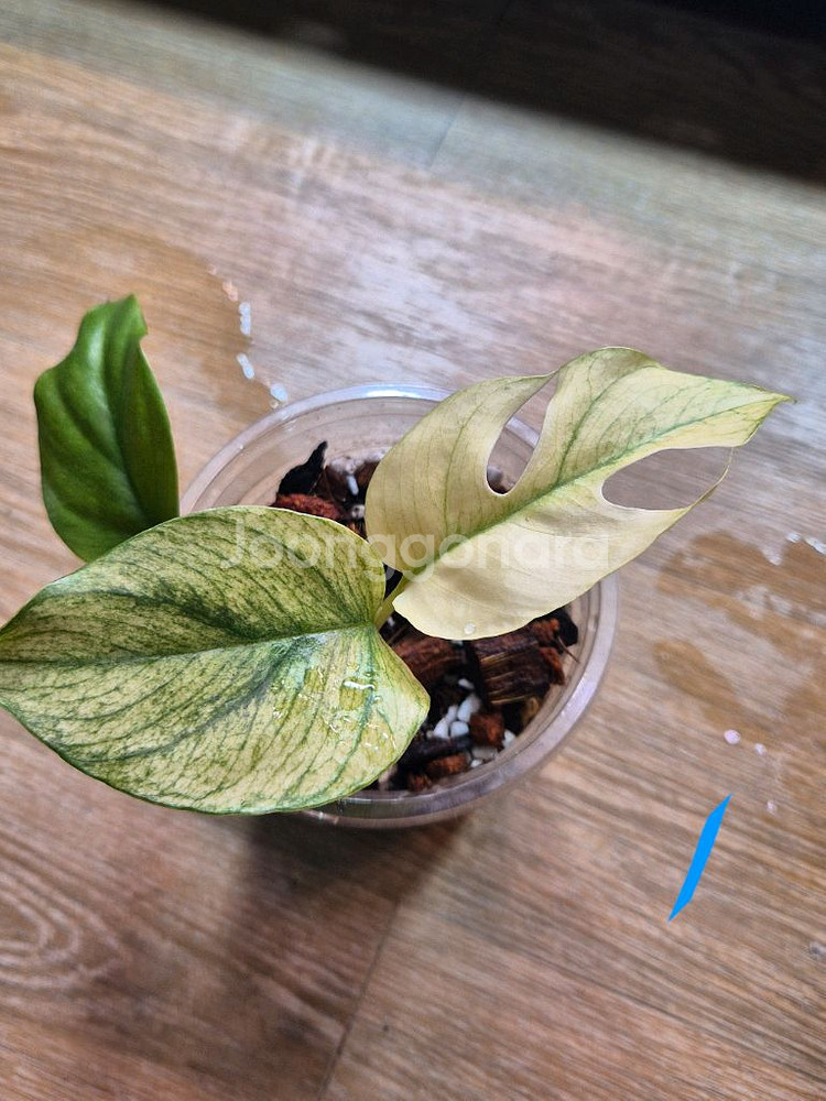 풀민트히메 몬스테라--0