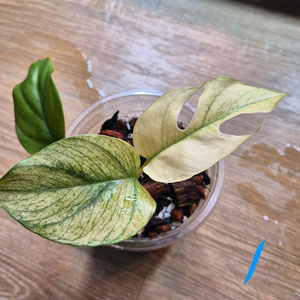 풀민트히메 몬스테라