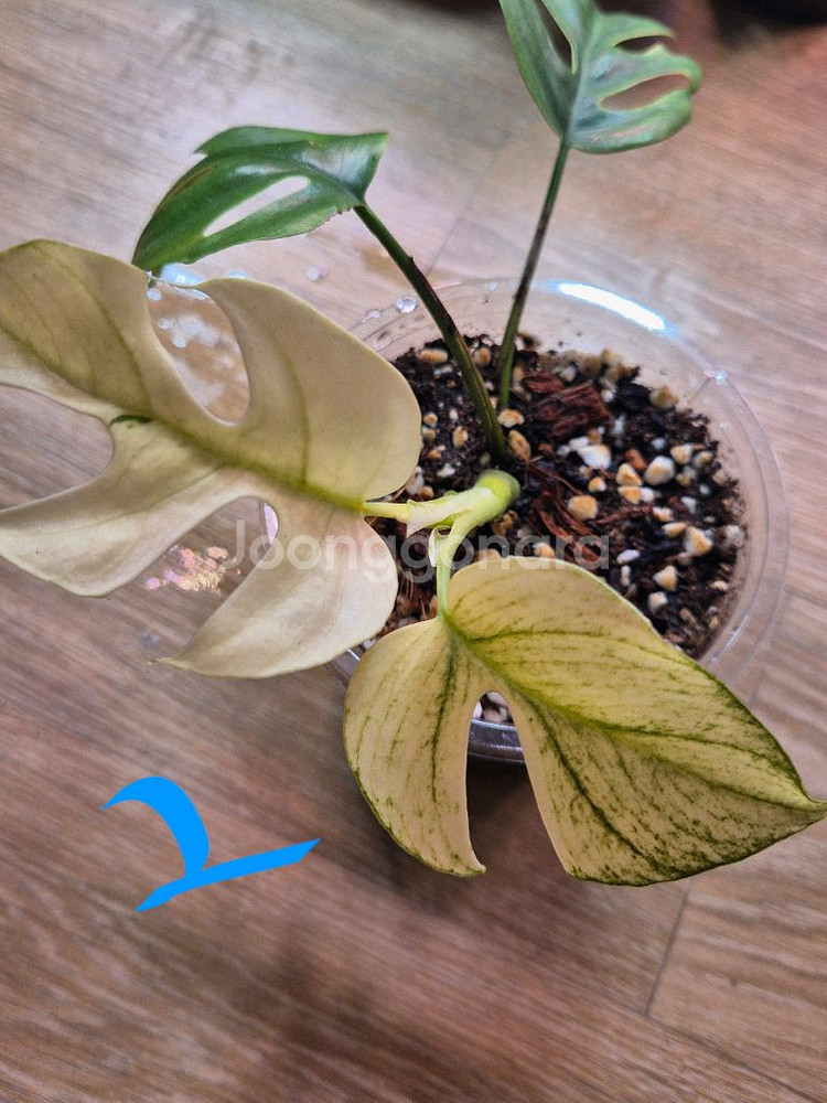 풀민트히메 몬스테라--2