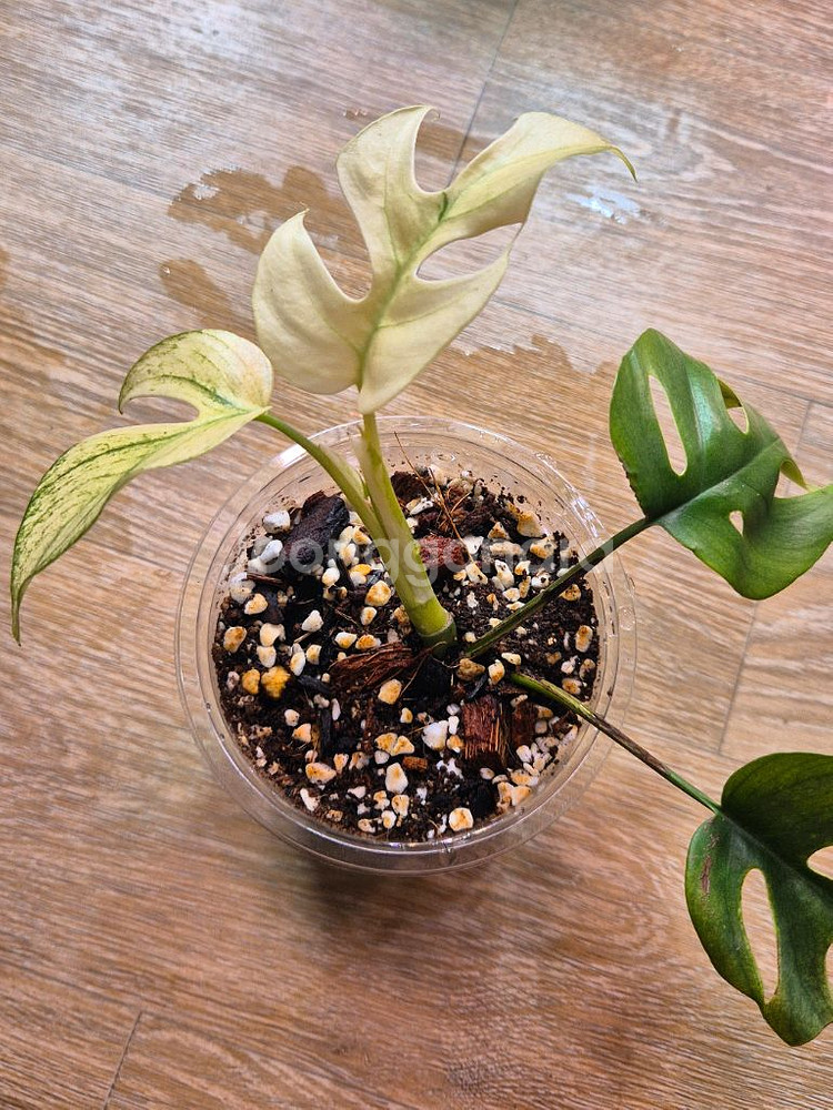 풀민트히메 몬스테라--3