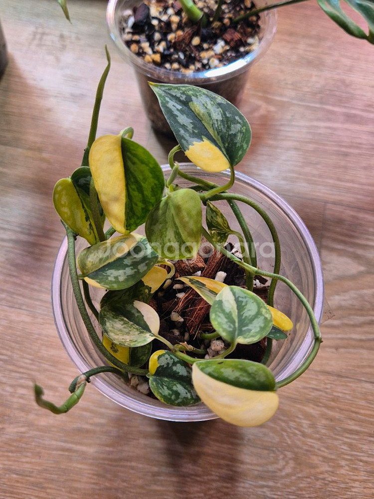 스킨답서스 아포라키--0