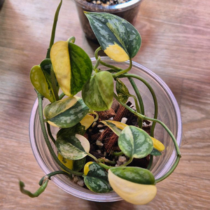 스킨답서스 아포라키