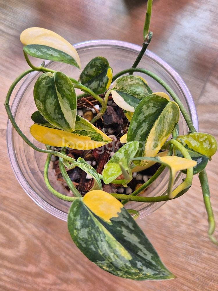 스킨답서스 아포라키--1