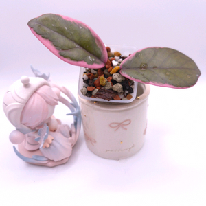 호야 플라밍고드림 #only1