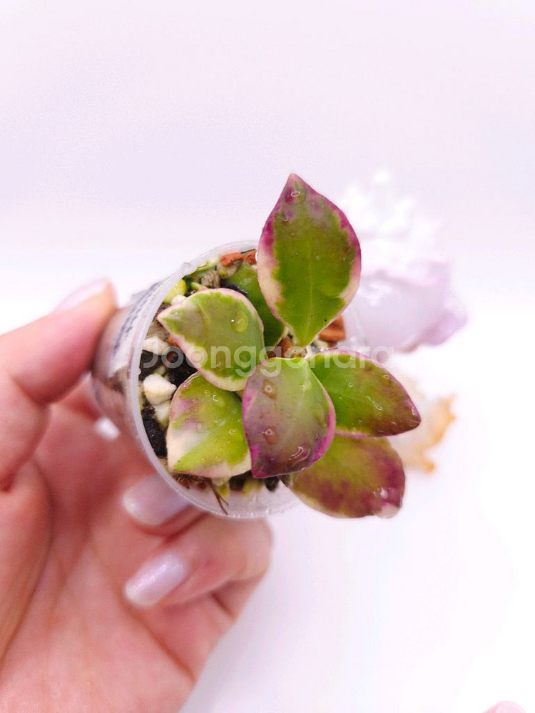 호야 휴스켈리아나 알보 마지타나 #only1--2