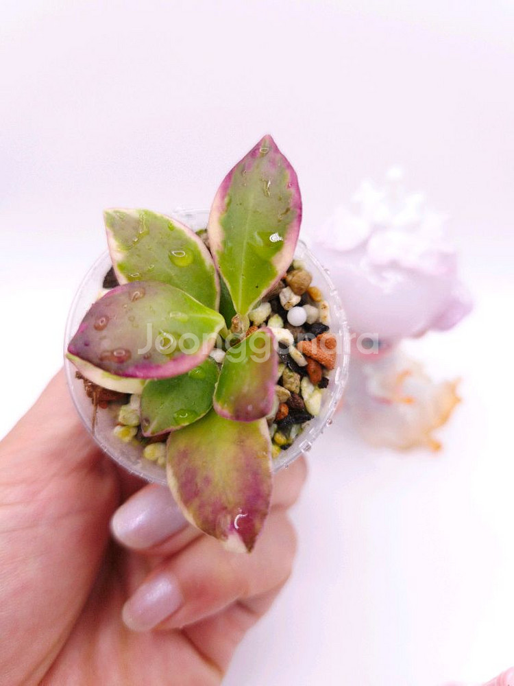 호야 휴스켈리아나 알보 마지타나 #only1--0