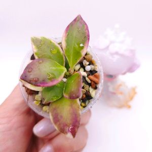 호야 휴스켈리아나 알보 마지타나 #only1