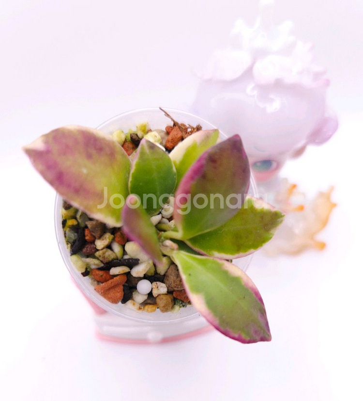 호야 휴스켈리아나 알보 마지타나 #only1--3