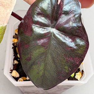 알로카시아 세렌디피티 핑크 바리에가타