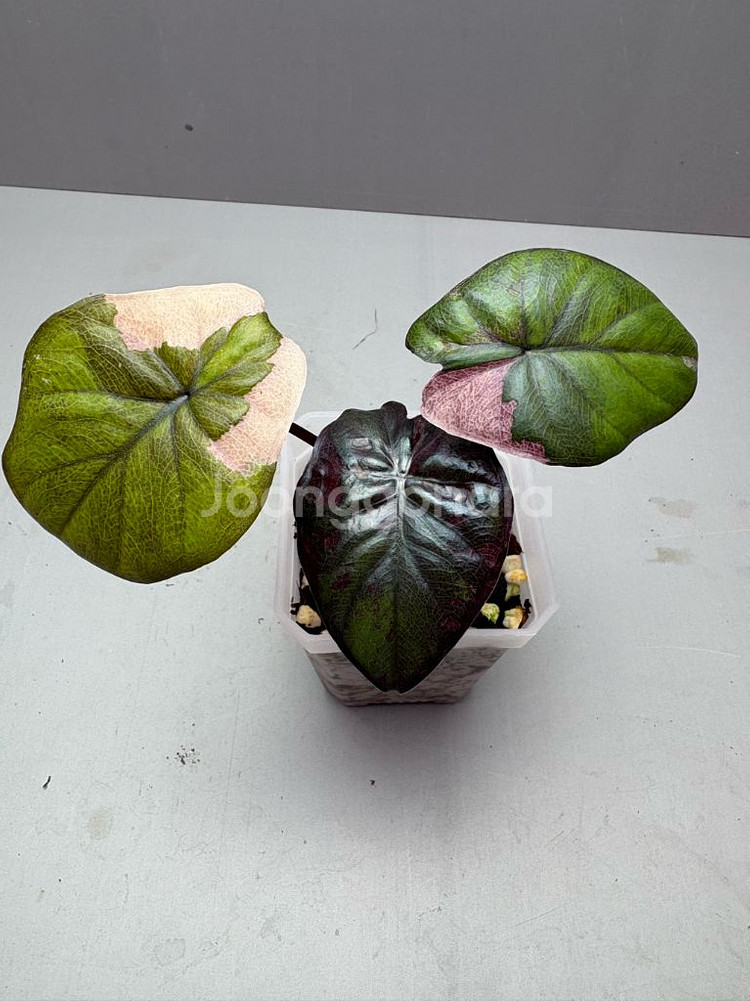 알로카시아 세렌디피티 핑크 바리에가타--1