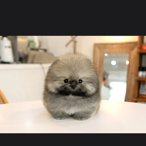 메이플랜드 메랜 SSS급 닉네임 삽니다.