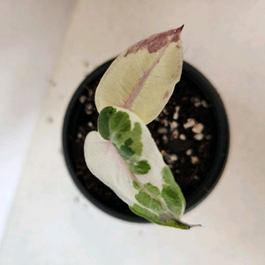 알로카시아 니그라 플럼배 화이트 핑크 바리에가타