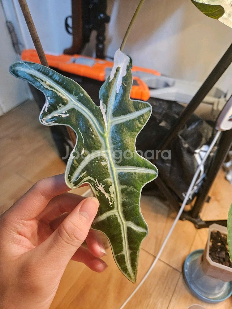 알로카시아 노빌리스 핑크 대품--1