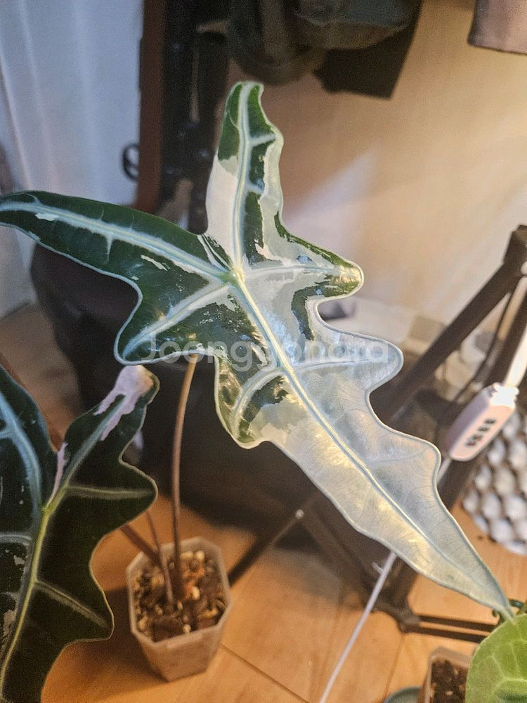 알로카시아 노빌리스 핑크 대품--2