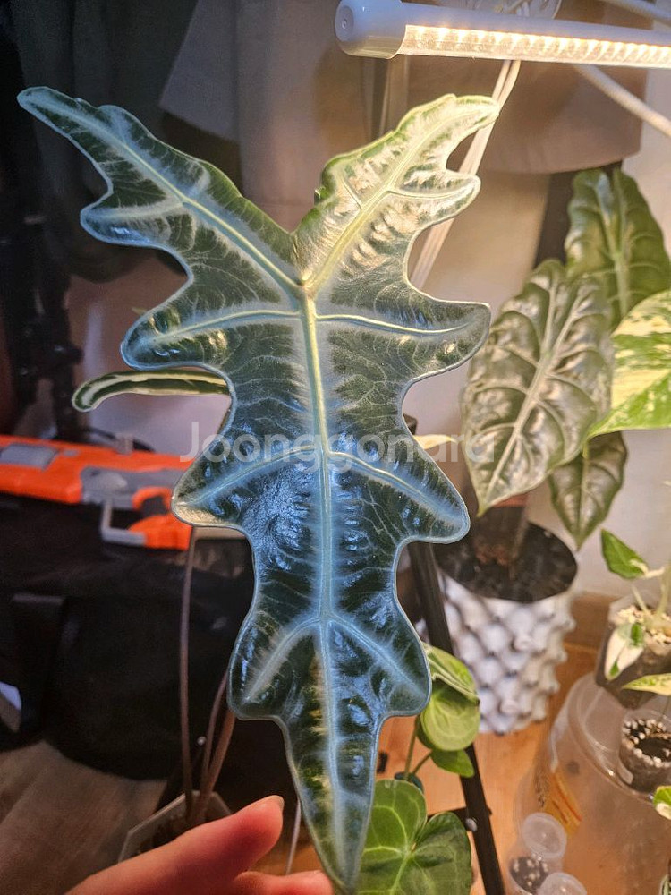 알로카시아 노빌리스 핑크 대품--3