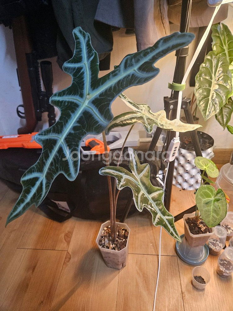 알로카시아 노빌리스 핑크 대품--0