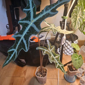 알로카시아 노빌리스 핑크 대품