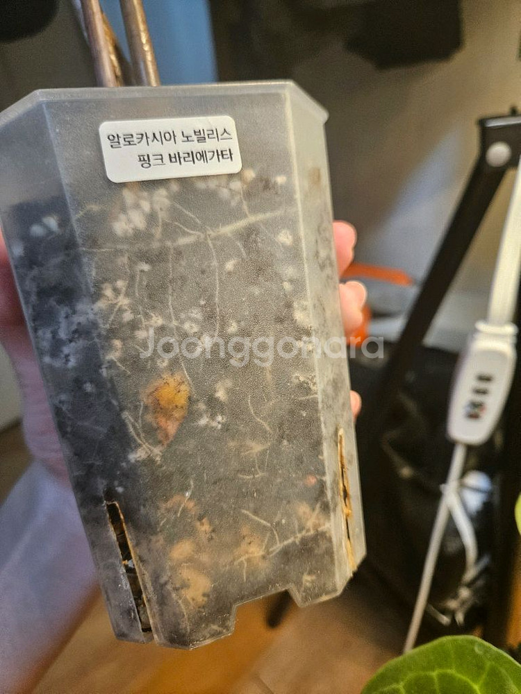 알로카시아 노빌리스 핑크 대품--4