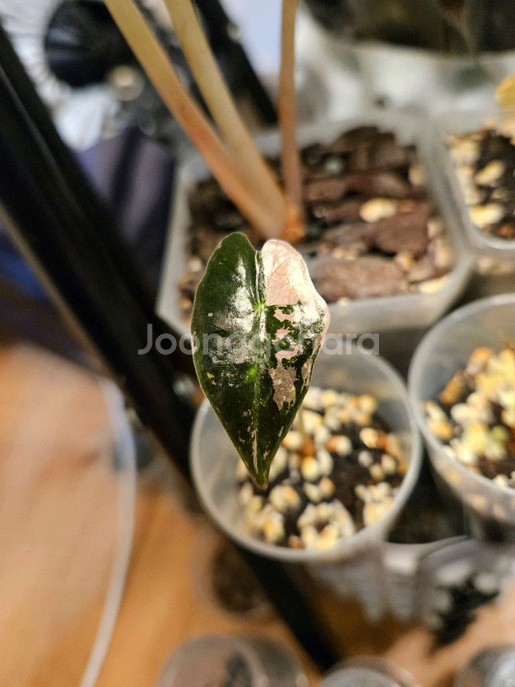 알로카시아 노빌리스 핑크 대품--6