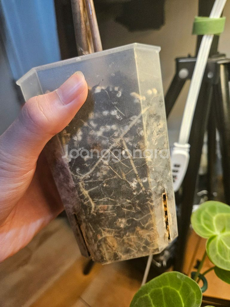 알로카시아 노빌리스 핑크 대품--5