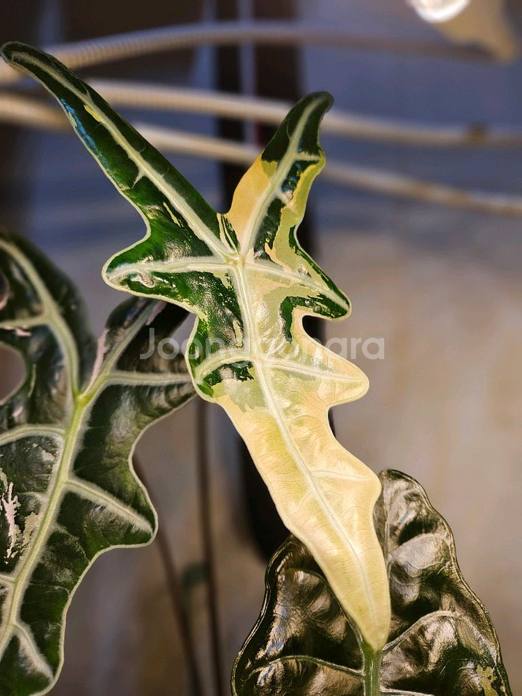 알로카시아 노빌리스 핑크 대품--7