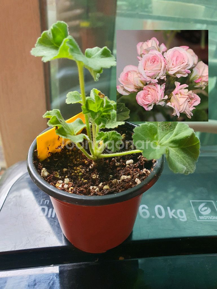 제라늄 로얄브라이드 모종--0