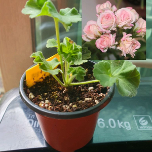 제라늄 로얄브라이드 모종