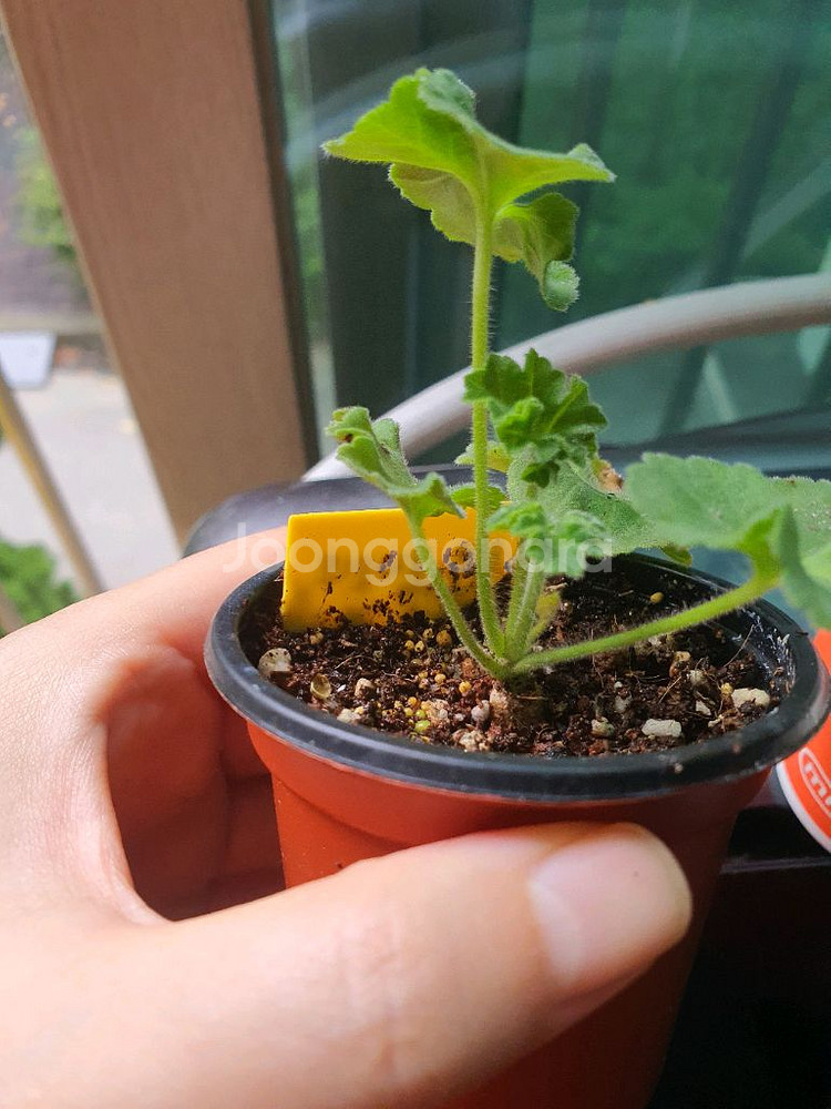 제라늄 로얄브라이드 모종--2