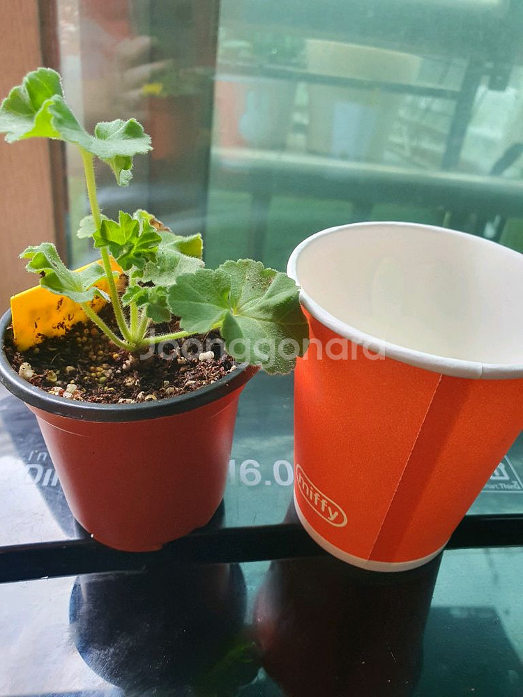 제라늄 로얄브라이드 모종--1