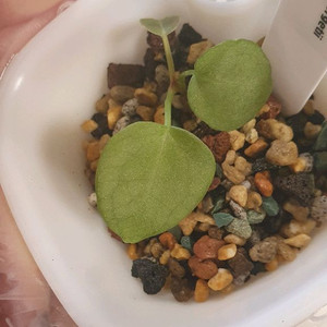 안스리움 테줄라레크x포게티