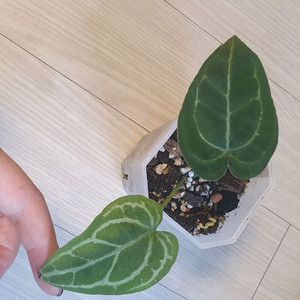 안스리움 미니하사x레드스파이더