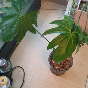 안스리움 페다토라디아툼 대품